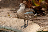 Blue-winged Goose