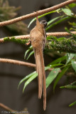 Speckled Mousebird