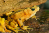 <i>Atelopus zetecki</i><br>Panamanian Golden Frog