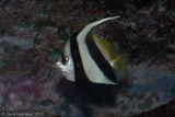 Black and White Pennantfish