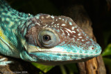 <i>Anolis smallwoodi</i><br>Smallwoods Anole