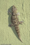 <i>Chondrodactylus turneri</i></br>Turners Thick-toed Gecko