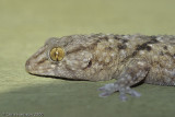 <i>Chondrodactylus turneri</i></br>Turners Thick-toed Gecko