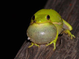 <i>Hyla cinerea</i><br>Green Treefrog