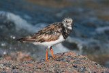 Ruddy Turnstone<br>Port Aransas Jetty