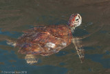 <i>Chelonia mydas</i><br>Green Sea Turtle