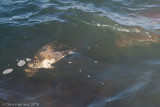 <i>Chelonia mydas</i><br>Green Sea Turtle