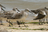 Great Knot<br>Cairns, QLD