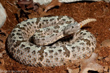 <i>Crotalus lepidus</i><br>Mexico, Chihuahua