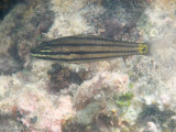 Toothy Cardinalfish<br><i>Cheilodipterus isostigmus</i>