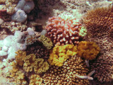Corals and Anenomes