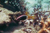 Bicolor Goatfish<br><i>Parupeneus barberinoides</i>
