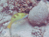 Yellow-barred Parrotfish</br><i>Scarus dimidiatus</i>