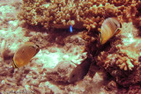 Redfin Butterflyfish</br><i>Chaetodon lunulatus</i>