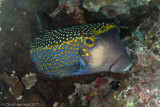 Spotted Boxfish<br><i>Ostraction meleagris</i>