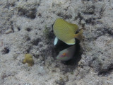 Speckled Butterflyfish</br><i>Chaetodon citrinellus</i>