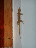 <i>Lepidodactylus lugubris</i><br>Mourning Gecko