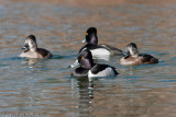 Ring-necked Ducks