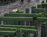 Gull on Green Plank