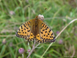 Markperlemorsommerfugl (Argynnis aglaja) 