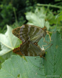 Kejserkbe (Argynnis paphia)