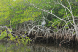 blue heron in mangrove copy.JPG