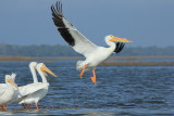 white pelicans.JPG