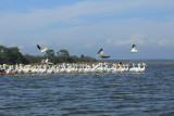 white pelicans C.JPG