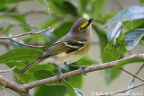 White-eyed Vireo