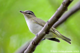 Red-eyed Vireo