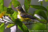 Magnolia Warbler