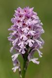 Dreizähniges Knabenkraut (Neotinea tridentata)