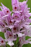 Dreizähniges Knabenkraut (Neotinea tridentata)