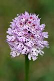 Dreizähniges Knabenkraut (Neotinea tridentata)