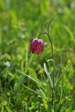 Schachblume (Fritillaria meleagris) 3