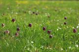 Schachblume (Fritillaria meleagris) 4
