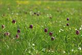 Schachblume <I>(Fritillaria meleagris)</I> 4