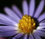 Macro wildflower