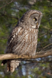 Great Grey Owl, NH