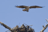 Osprey