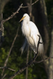 Great Egret in tree
