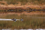 Hooded Merganser