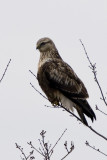 Rough Legged Hawk