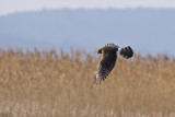 Northern Harrier Hawk