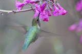 Costas Hummingbird, female