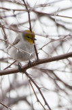 Verdin