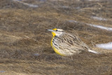 Eastern Meadowlark