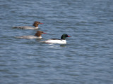 Red-breasted and Common Merganser