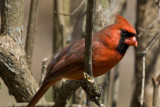 Northern Cardinal