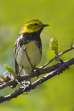 Black-throated Green Warbler